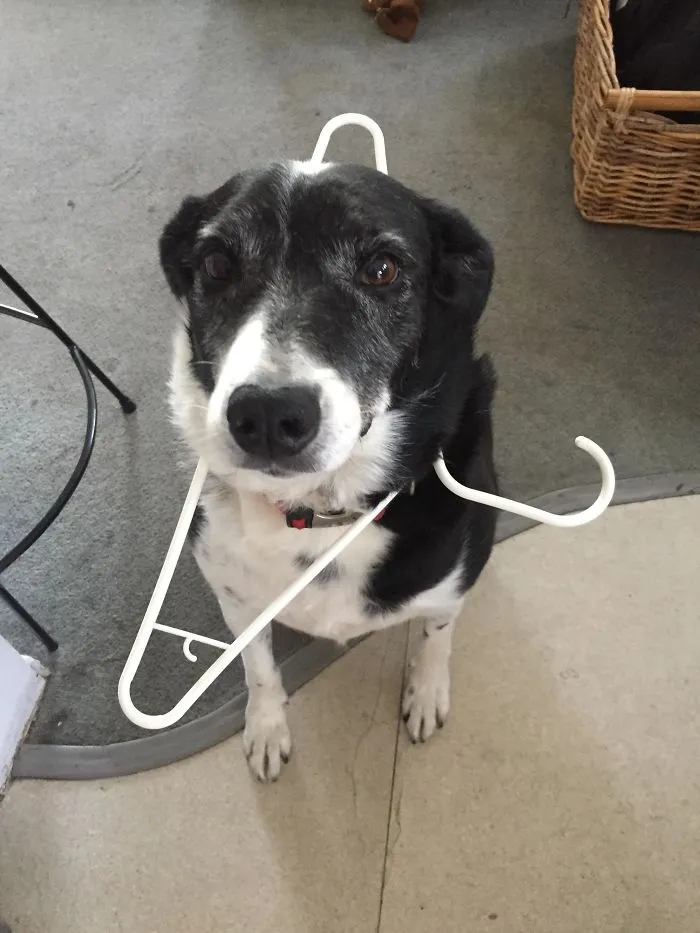 This Is How My Dog Greets Me At The Door