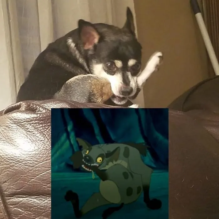 While I Was Out Of Town, My Sister Sent Me An Update On Our Dog