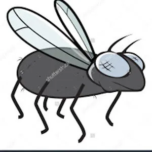 the fly guy