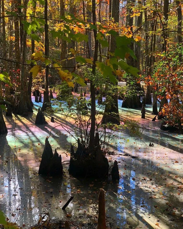 Me And My Girlfriend Were Walking In The Woods The Other Week And Saw A Rainbow Pool For The First Time