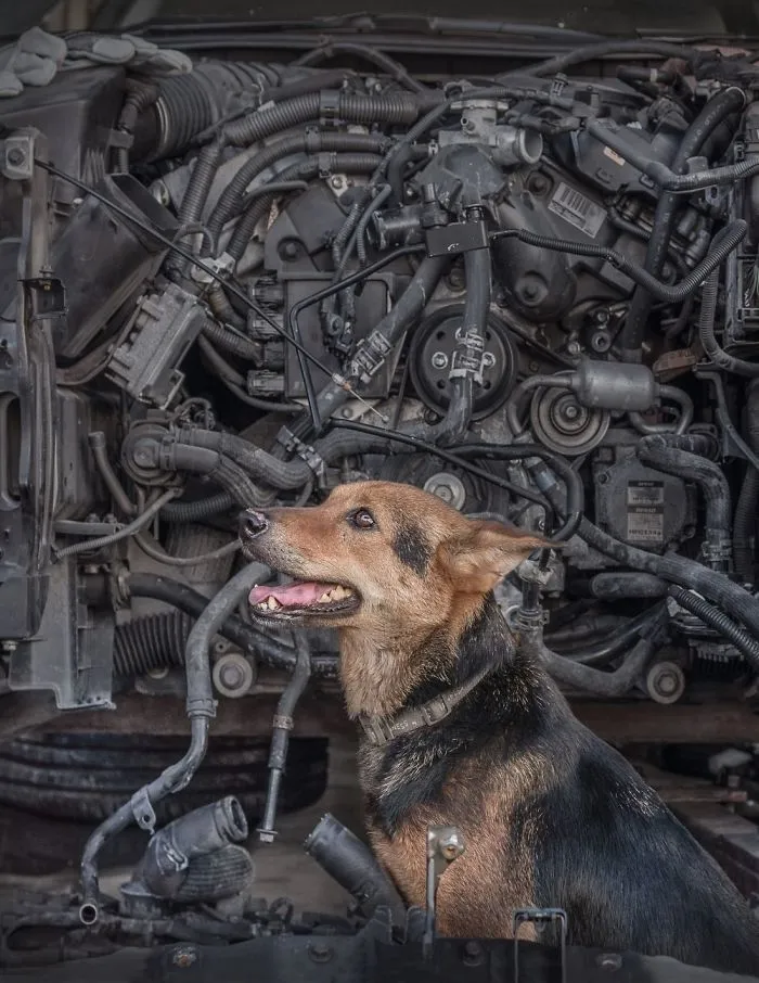Dogs Living In Hong Kong’s Car Workshops In 22 Pictures