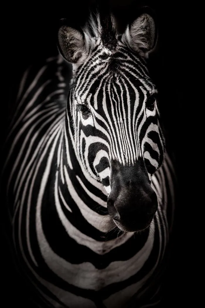 Safari In Macedonia