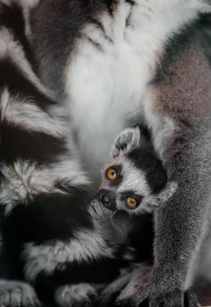 Safari In Macedonia