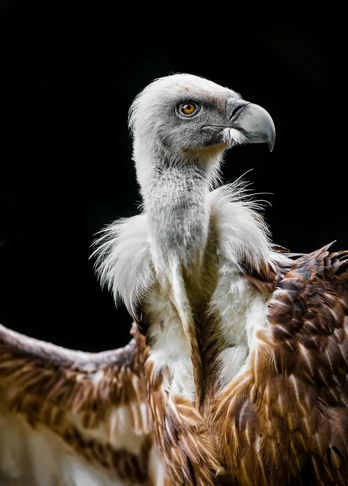Safari In Macedonia