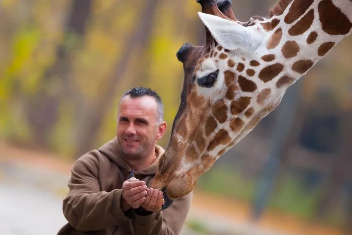 A Special Bond Between The Zookeeper And Giraffes