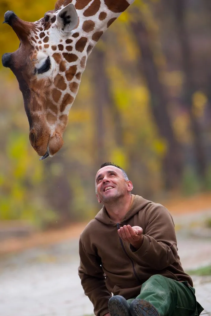 A Special Bond Between The Zookeeper And Giraffes