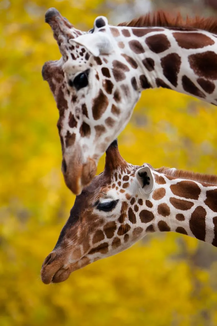 A Special Bond Between The Zookeeper And Giraffes