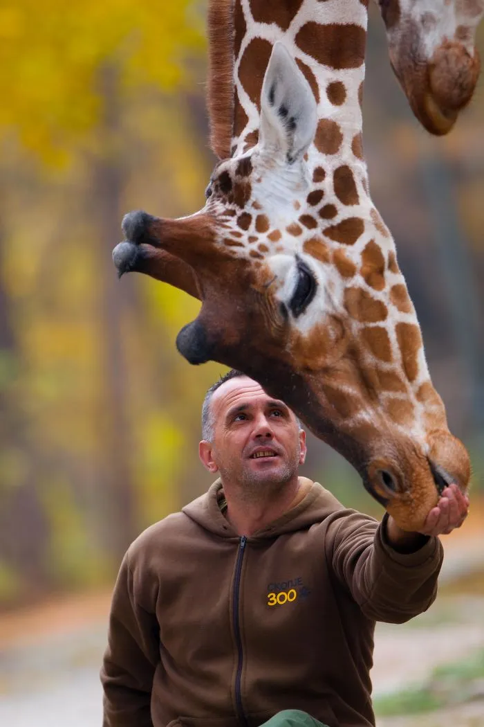 A Special Bond Between The Zookeeper And Giraffes