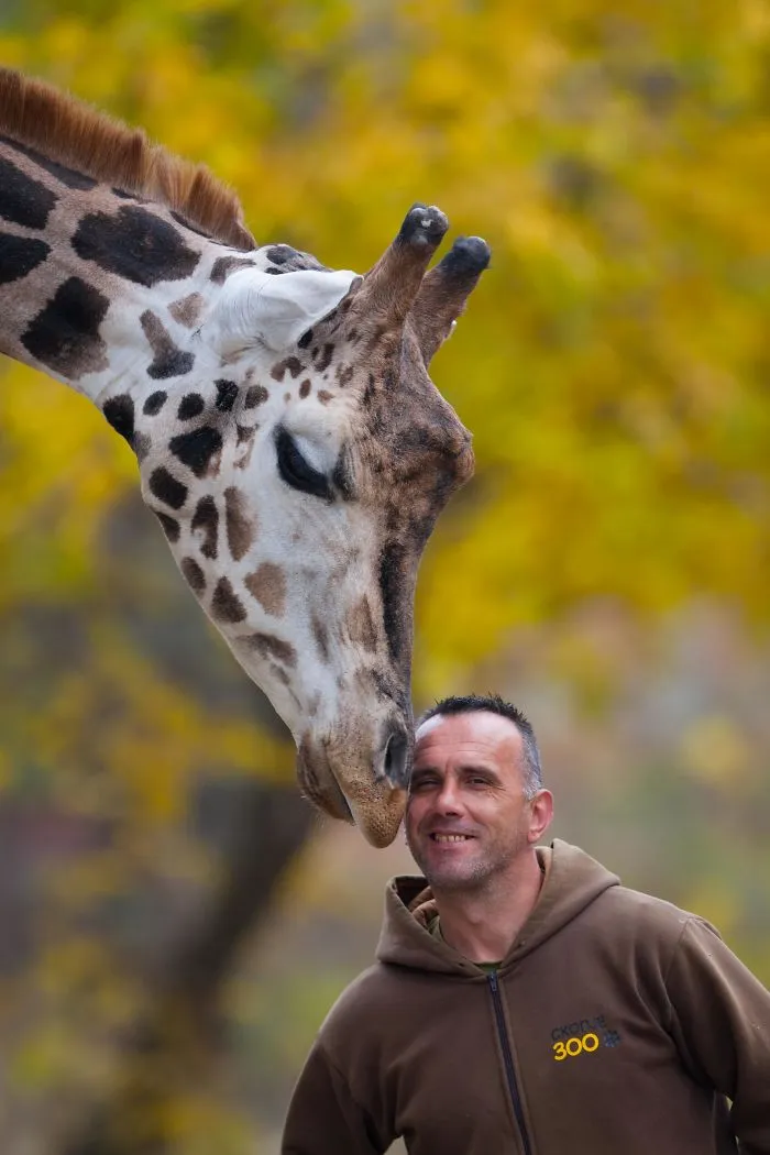 A Special Bond Between The Zookeeper And Giraffes