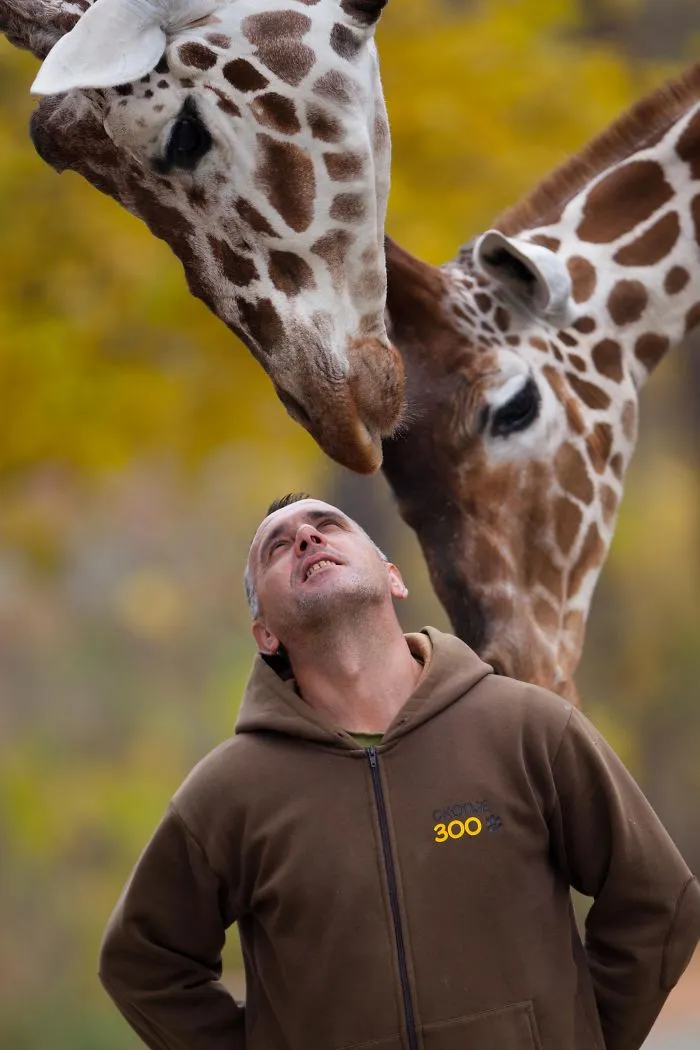 A Special Bond Between The Zookeeper And Giraffes