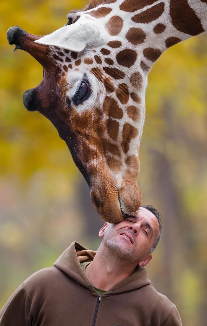 A Special Bond Between The Zookeeper And Giraffes