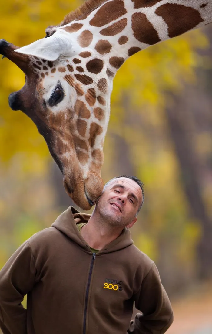 A Special Bond Between The Zookeeper And Giraffes