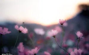 I Captured Cosmos Blooming In Japan
