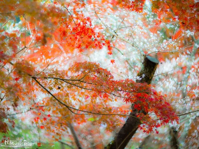 Do You Know The Autumn Cherry Blossoms?