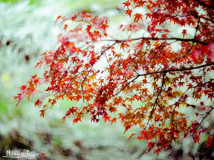 Do You Know The Autumn Cherry Blossoms?