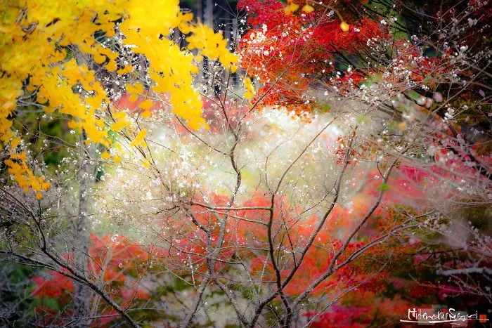 Do You Know The Autumn Cherry Blossoms?