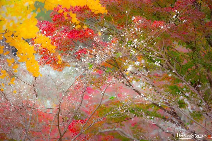 Do You Know The Autumn Cherry Blossoms?