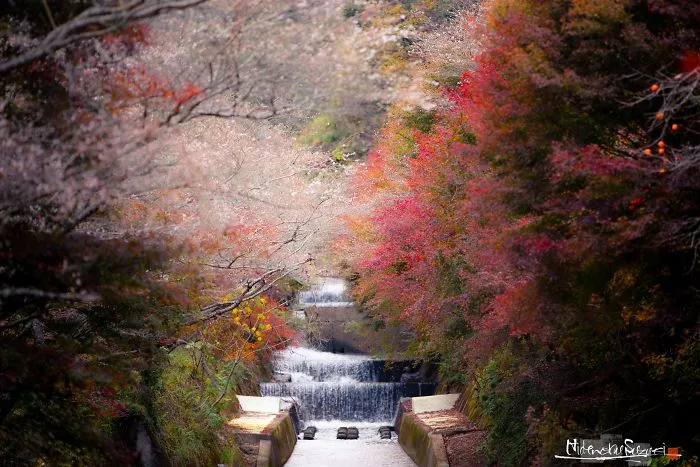 Do You Know The Autumn Cherry Blossoms?