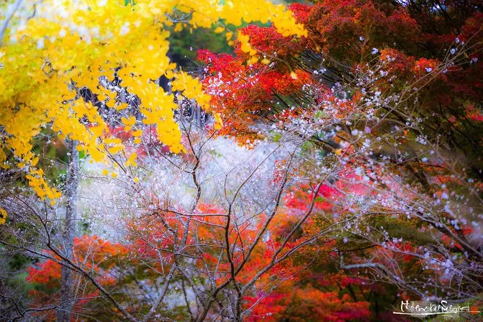 Do You Know The Autumn Cherry Blossoms?