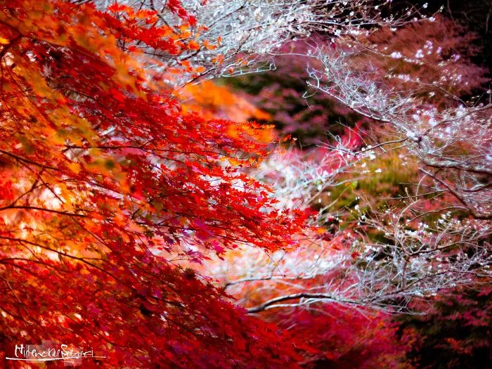 Do You Know The Autumn Cherry Blossoms?