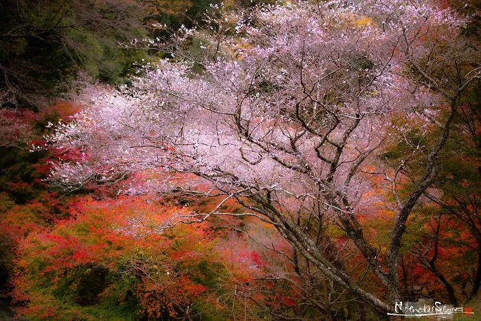 Do You Know The Autumn Cherry Blossoms?