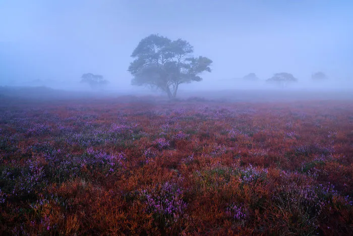 Heather Season 2018