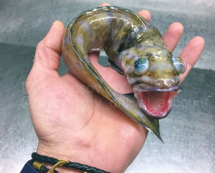 Pez con cara de lunes