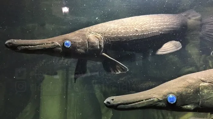"Shell Pike. Beautiful Creation"