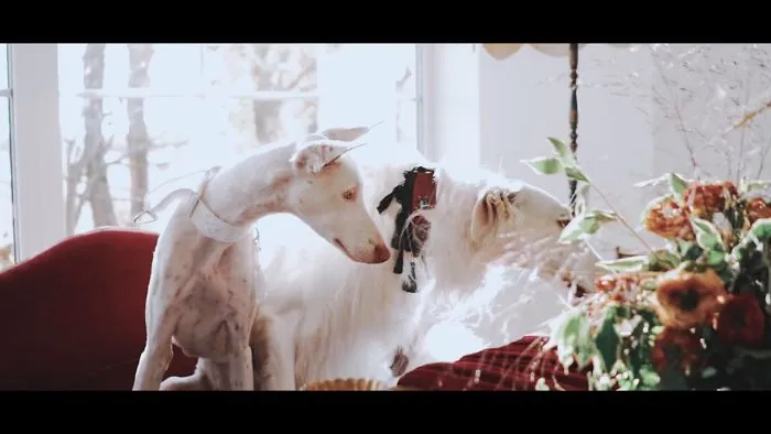 Looking For The Sweetest Wedding Video Ever? We Made This Doggy Love Story!