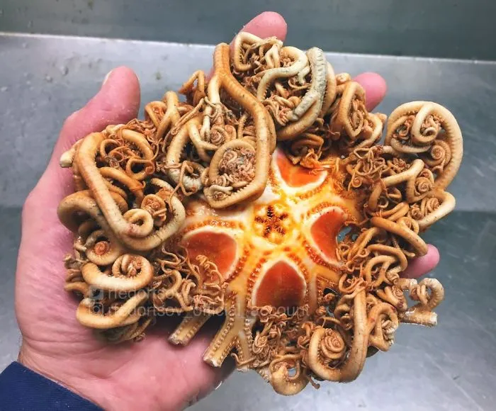 "The Beauty From The Sea Bottom"