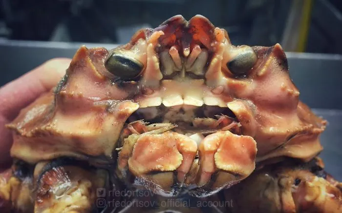 "No Need To Invent “Monsters” Nature Has Already Done It"