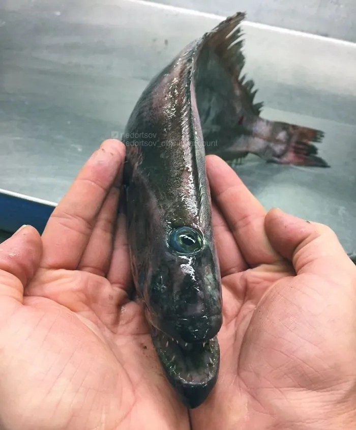 "Scary Beauty In My Hands"