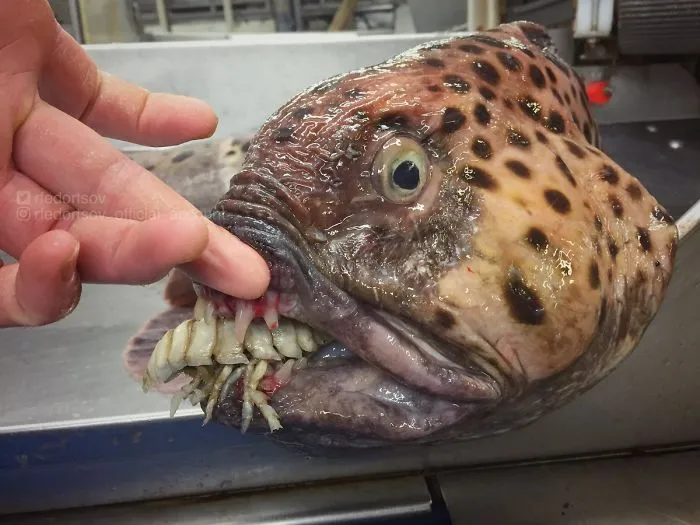 Espero no pillaros comiendo