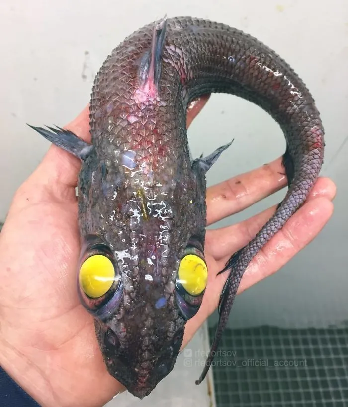 "Looks Like Cartoon Dragon. No Photoshop"