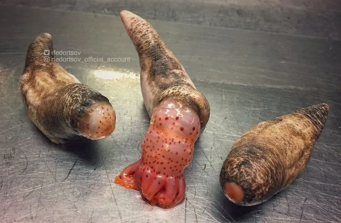 "This Is Psolus Phantapus! Real Cool Guys From The Depths"
