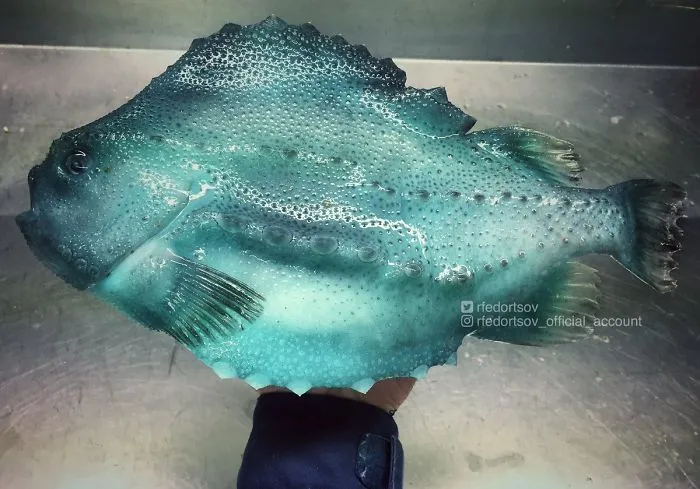 "Lumpsucker. They Are Used As "Cleaner Fish" To Reduce The Parasite Burden On Salmon Farms In Scotland And Norway"