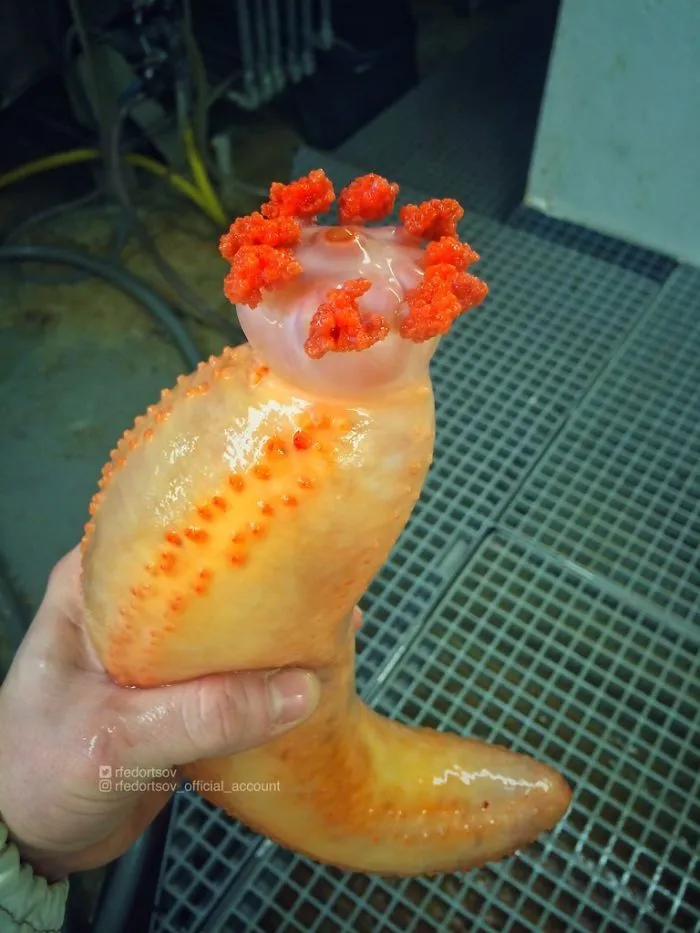 ¿Es una flor?