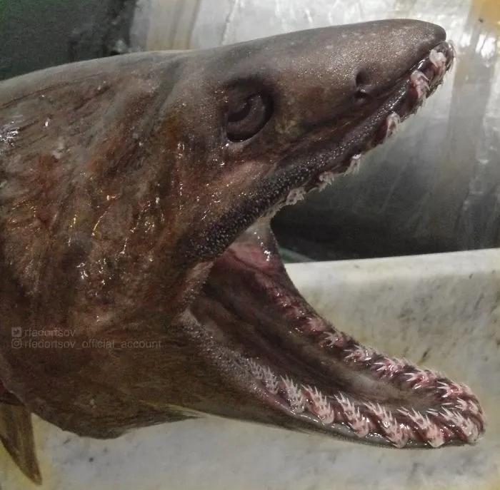 Tiburón anguila