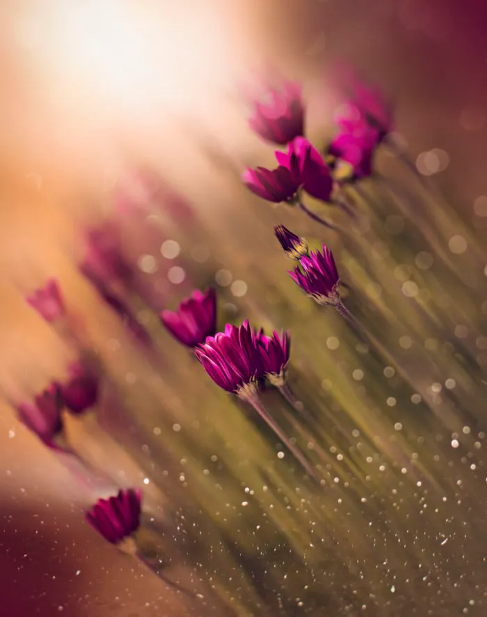 I Do Macro-Photography To Document The Beauty Of Small Things