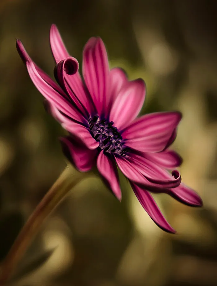 I Do Macro-Photography To Document The Beauty Of Small Things