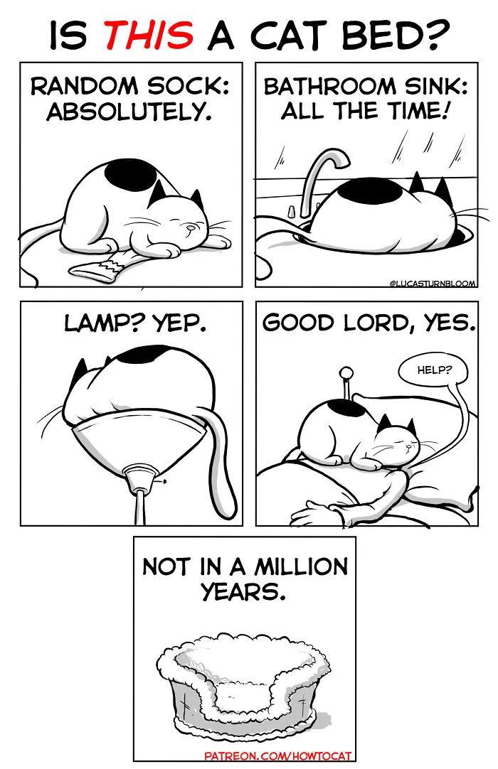 My Wife Insisted That I Put These Comics On The Internet – They’re About A Cat We Rescued (45 New Pics)