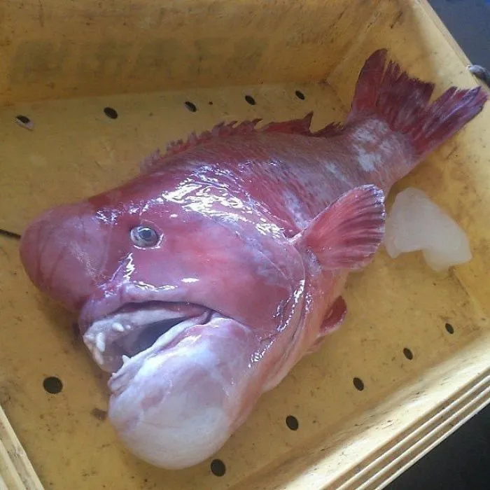 El pez Hellboy