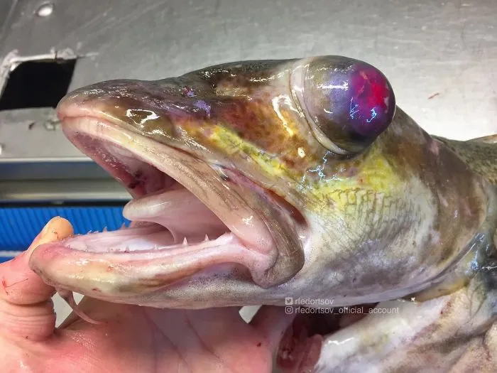 Bacalao inusual de Noruega