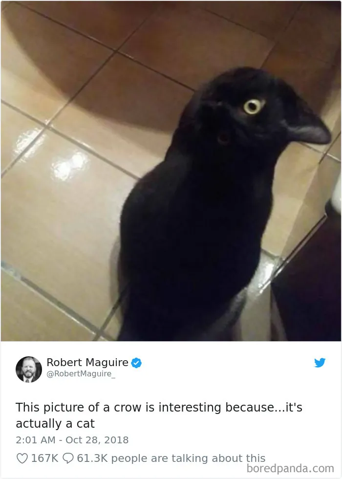 45 Of The Funniest Cat Tweets
