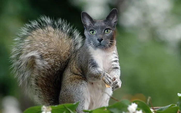 “I Have Been Photoshopping My Cats For The Past Few Years. Have Things Gone Too Far?” (26 Pics)