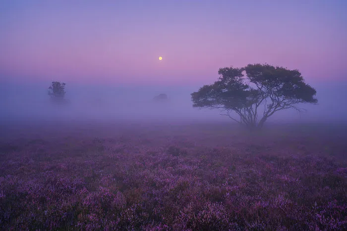 Heather Season 2016