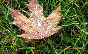 Artist Paints Mandalas Directly Onto Autumn Leaves, Results Are Amazing!