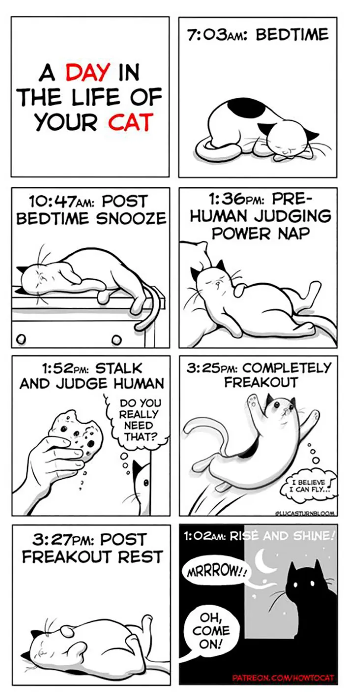 My Wife Insisted That I Put These Comics On The Internet – They’re About A Cat We Rescued (45 New Pics)