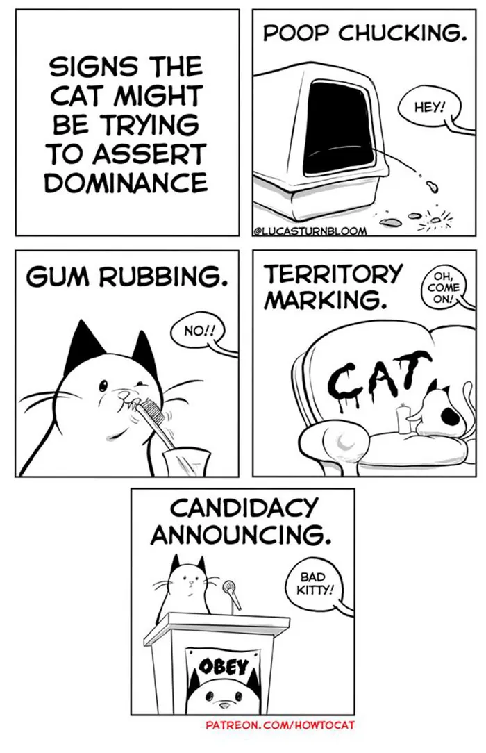 My Wife Insisted That I Put These Comics On The Internet – They’re About A Cat We Rescued (45 New Pics)