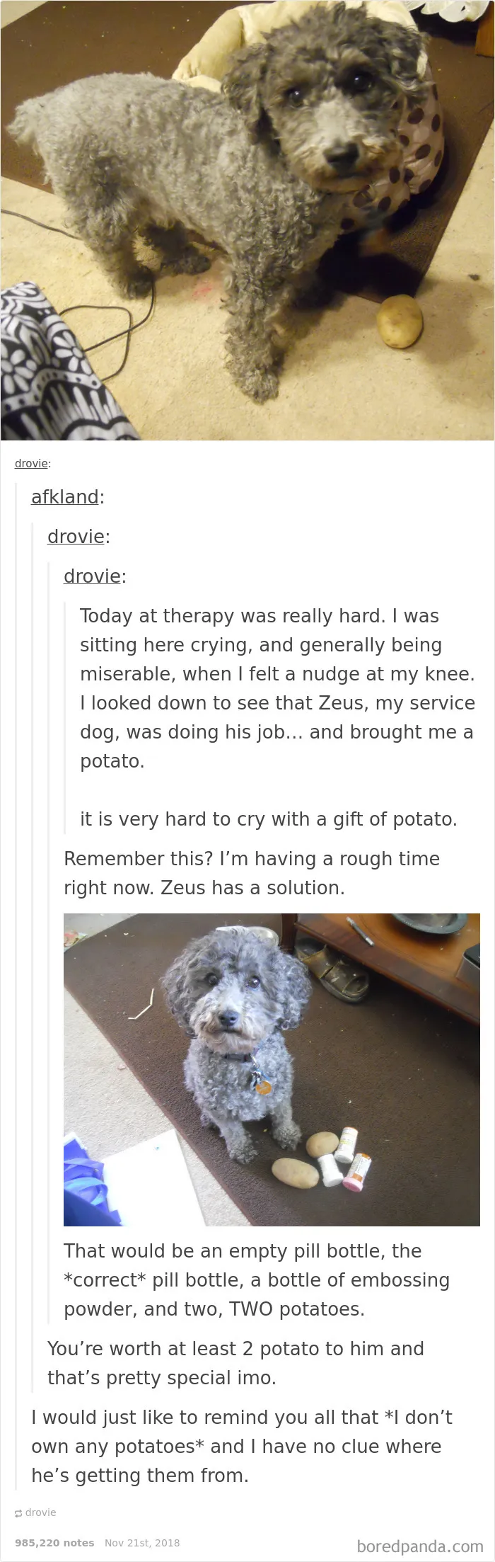 How To Service Dog